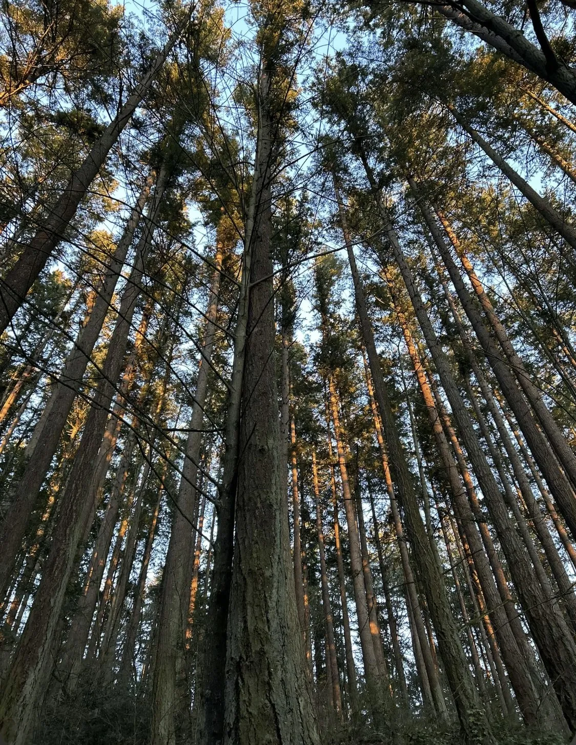 A view looking upward from the trunk of a tall tree with the forest canopy on Sehome Hill at sunset in the background.